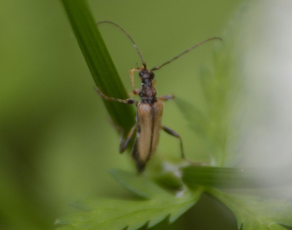 Alosterna tabacicolor